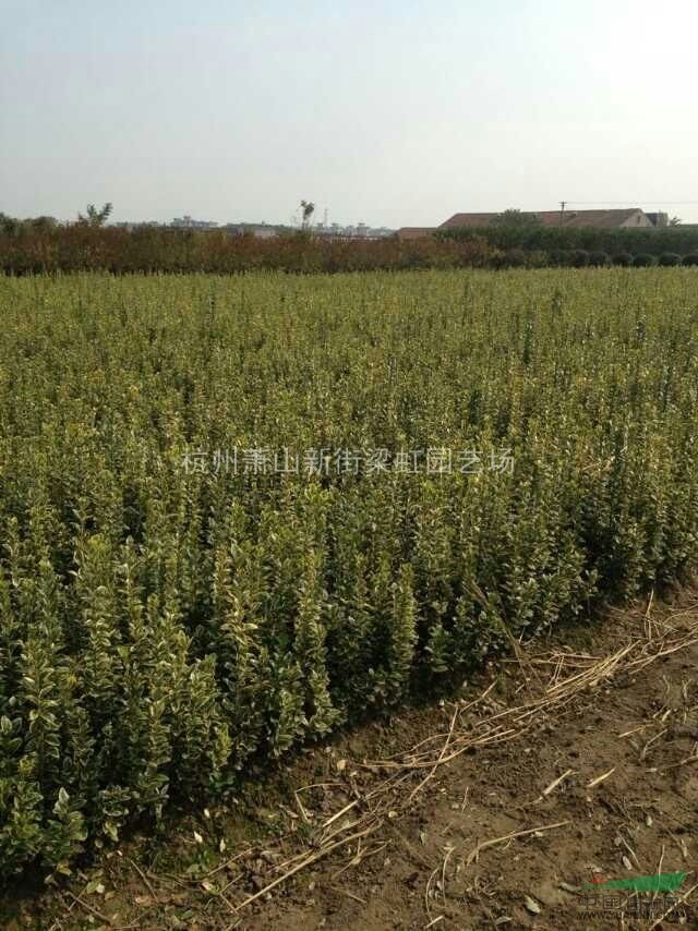 金邊黃楊，金邊黃楊供應，2020年金邊黃楊價格，蕭山金邊黃楊