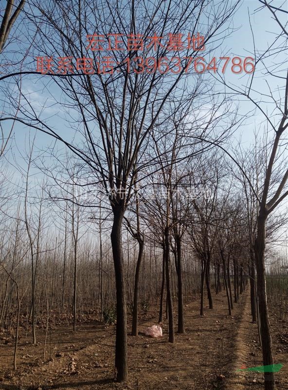 河南鄭州13公分國槐-15公分國槐價格
