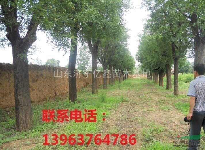 河南鄭州40公分國(guó)槐價(jià)格