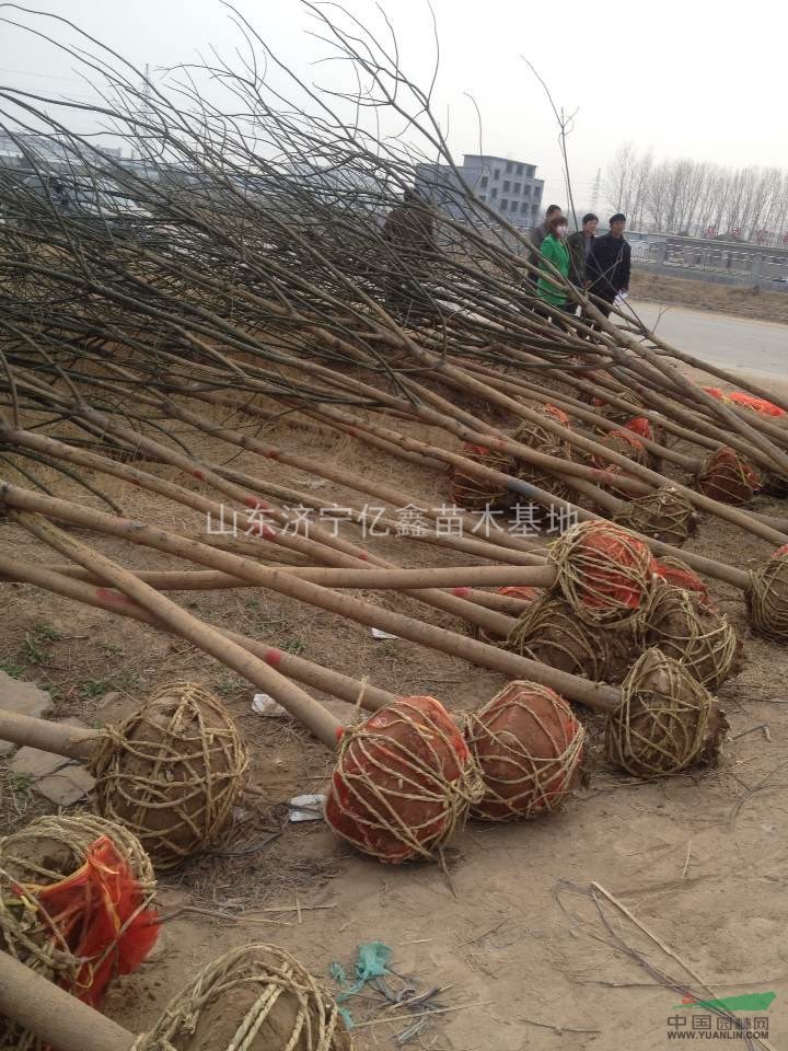 河南洛陽3公分國槐價格