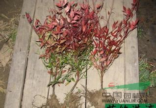 大量供應(yīng)小苗:石榴小苗、紅天竹小苗、紅瑞木小苗
