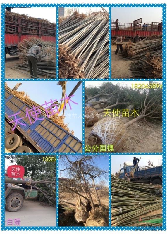 山東榆樹基地，榆樹價格，榆樹最低價