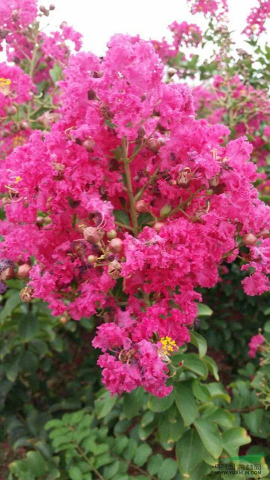 大量出售白蠟、三/五角楓、玫瑰紅、百日紅、臘梅、巨紫荊、碧桃