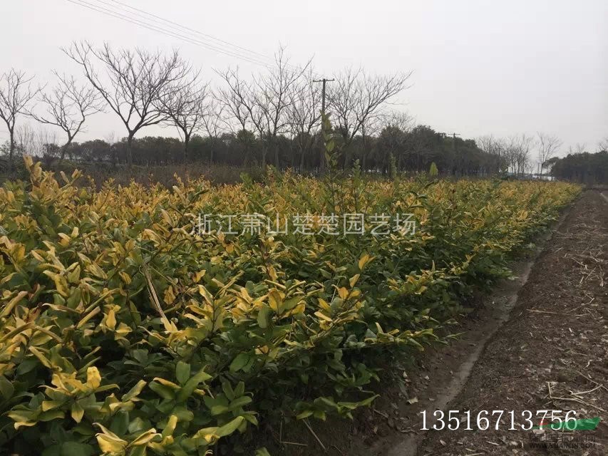 紅花檵木