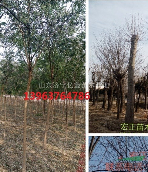 河南三門峽3公分國槐價(jià)格