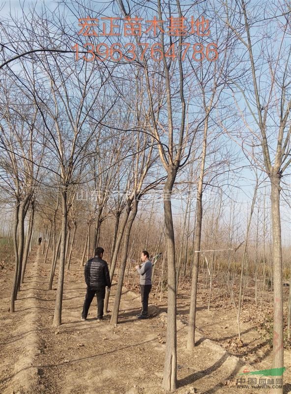 河南平頂山3公分國槐-4公分國槐價(jià)格