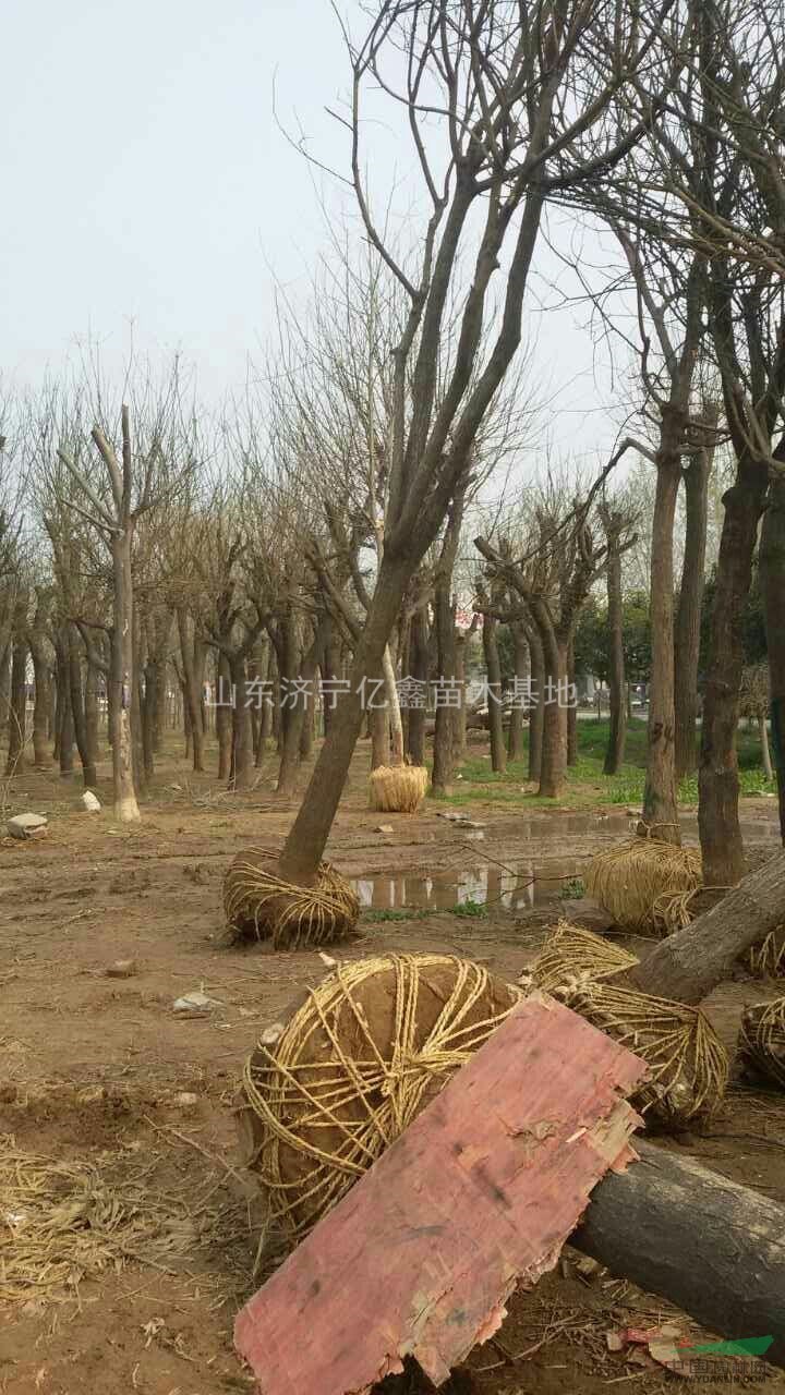 商丘3公分國(guó)槐4公分國(guó)槐樹苗價(jià)格