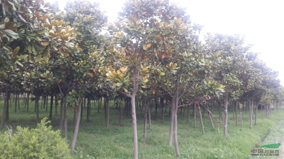 江蘇如皋大量供應(yīng)廣玉蘭，歡迎采購