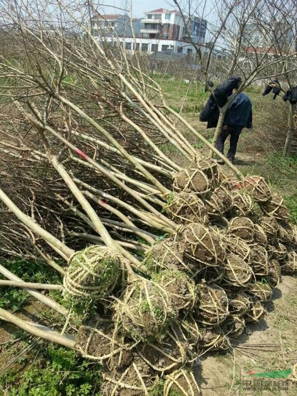 江蘇如皋大量供應(yīng)各種規(guī)格紫薇，歡迎采購(gòu)