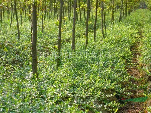 園林綠化小區(qū)綠化 金邊扶芳藤  金邊扶芳藤小苗