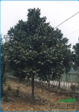 廣玉蘭價(jià)格詳情，廣玉蘭價(jià)格報(bào)價(jià)