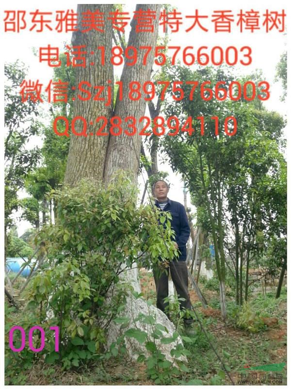  香樟樹    湖南大香樟 （ 001)