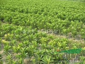 浙江毛鵑基地，毛鵑批發(fā)哪里好，毛鵑價格哪里便宜