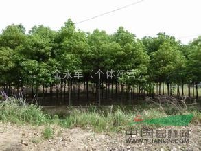浙江優(yōu)質(zhì)香樟樹出售，浙江香樟價格，香樟樹多少錢