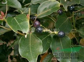 浙江優(yōu)質(zhì)香樟樹出售，浙江香樟價格，香樟樹多少錢