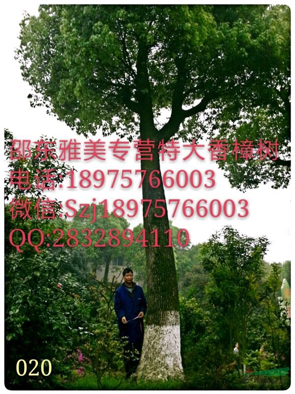  圍徑165公分 實圖拍照  湖南大香樟樹 （020）
