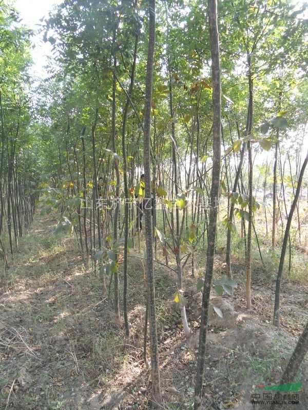 北京豐臺2公分國槐價格，3公分國槐價格，4公分國槐價格