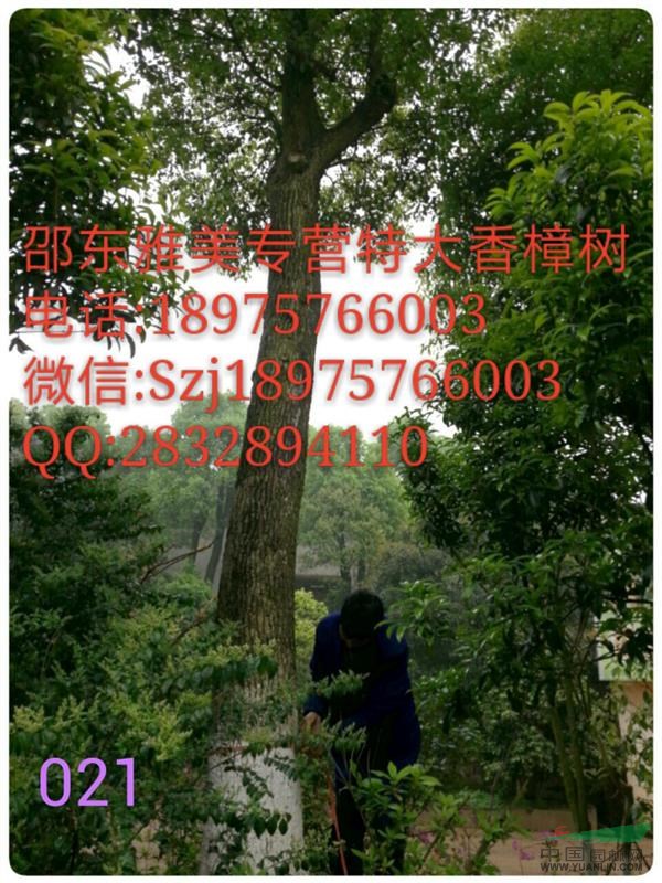 香樟樹 實(shí)圖拍照 圍徑119公分  湖南香樟（021）
