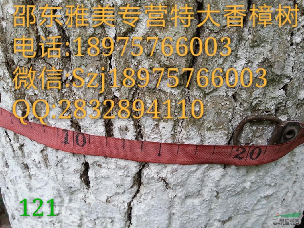  香樟樹 實(shí)圖拍照 圍徑119公分  湖南香樟（021）