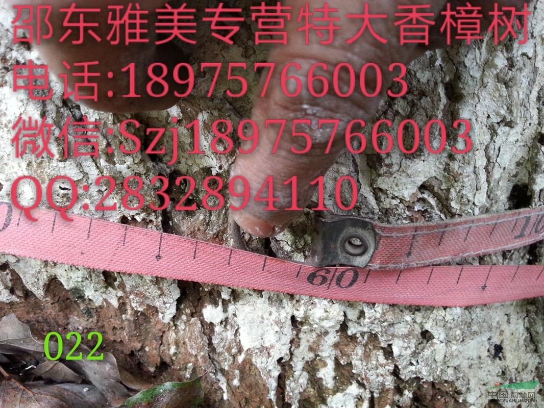 香樟樹實圖拍照  地徑160公分 湖南香樟  （022)