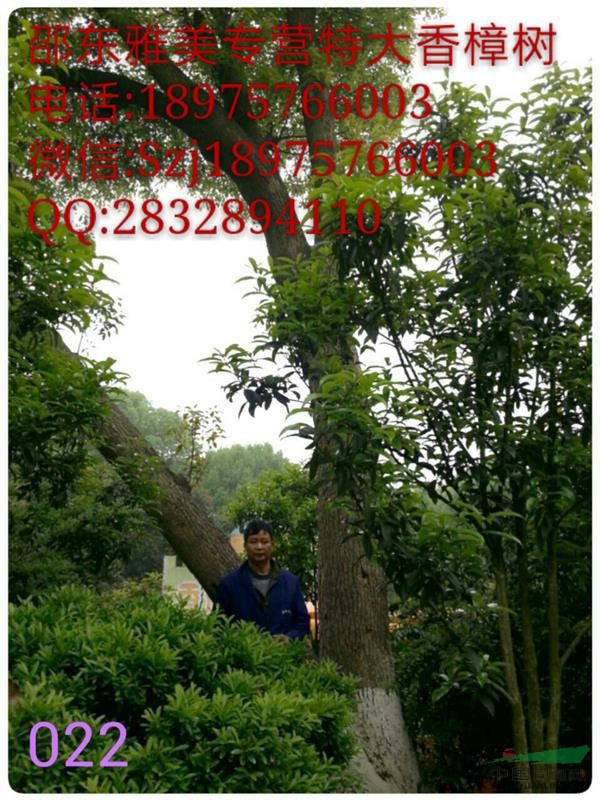 香樟樹實圖拍照  地徑160公分 湖南香樟  （022)