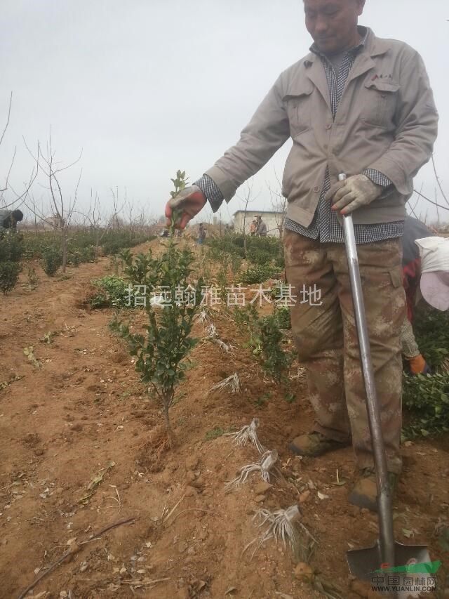 大量供應(yīng)大葉黃楊