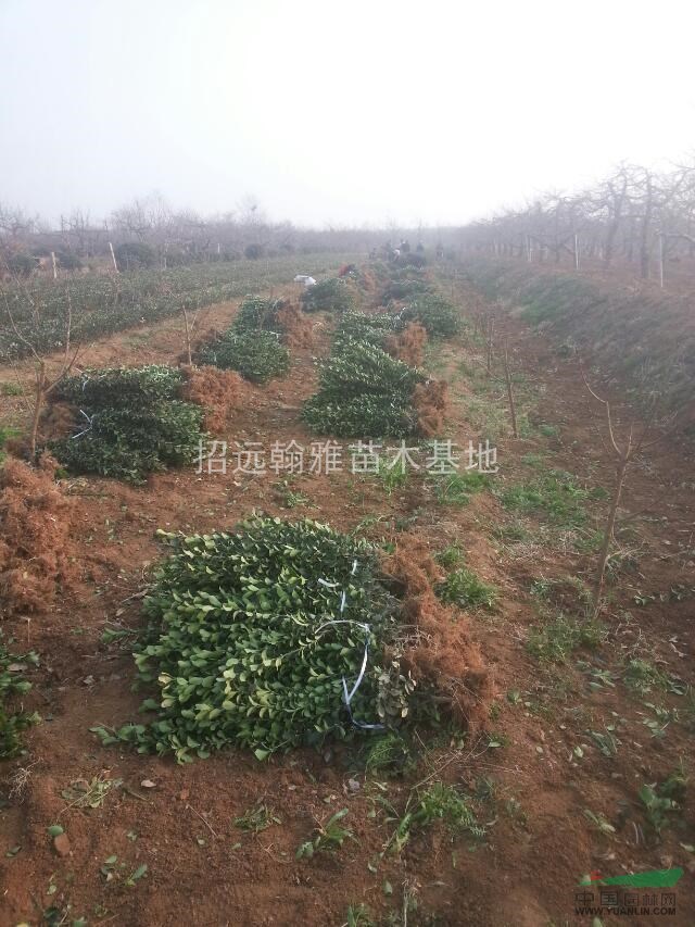 大量供應(yīng)大葉黃楊