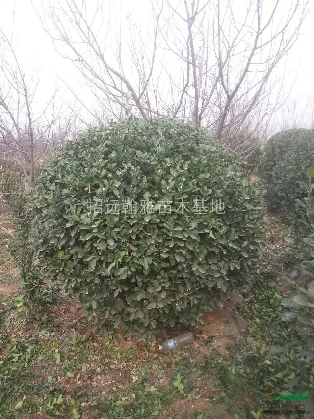 大量供應(yīng)大葉黃楊球