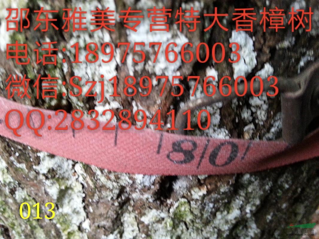  大香樟  湖南香樟  湖南大香樟實圖拍照  邵陽（013）