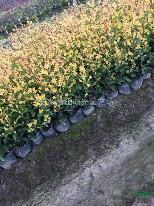 金禾女貞小杯苗 毛球 精品球類 大小規格柱子