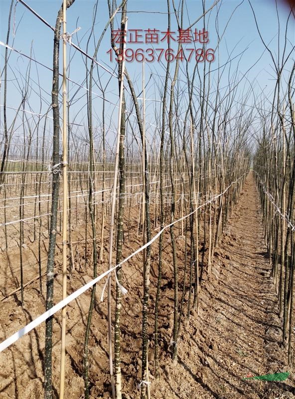 北京2公分國(guó)槐樹苗價(jià)格