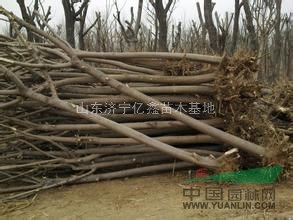 北京6公分國(guó)槐價(jià)格處理