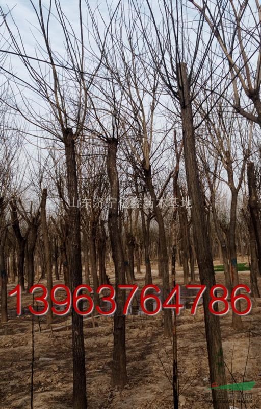 北京10公分國(guó)槐11公分國(guó)槐價(jià)格