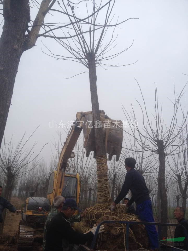 北京12公分國(guó)槐價(jià)格，13公分國(guó)槐價(jià)格