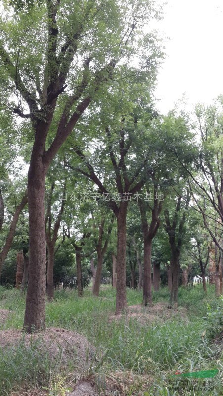 北京市14公分國槐15公分國槐16公分國槐價格