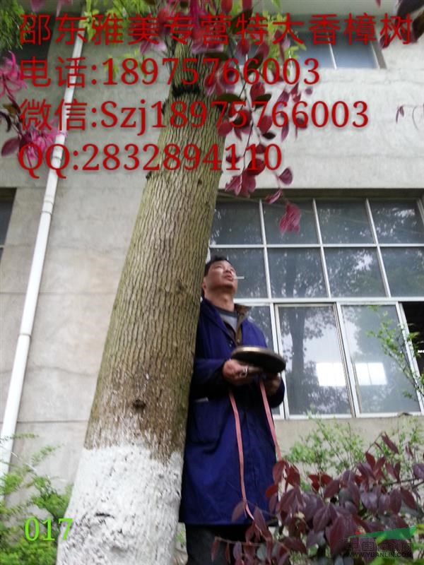 香樟樹  圍徑108公分 大香樟  湖南香樟 （017)