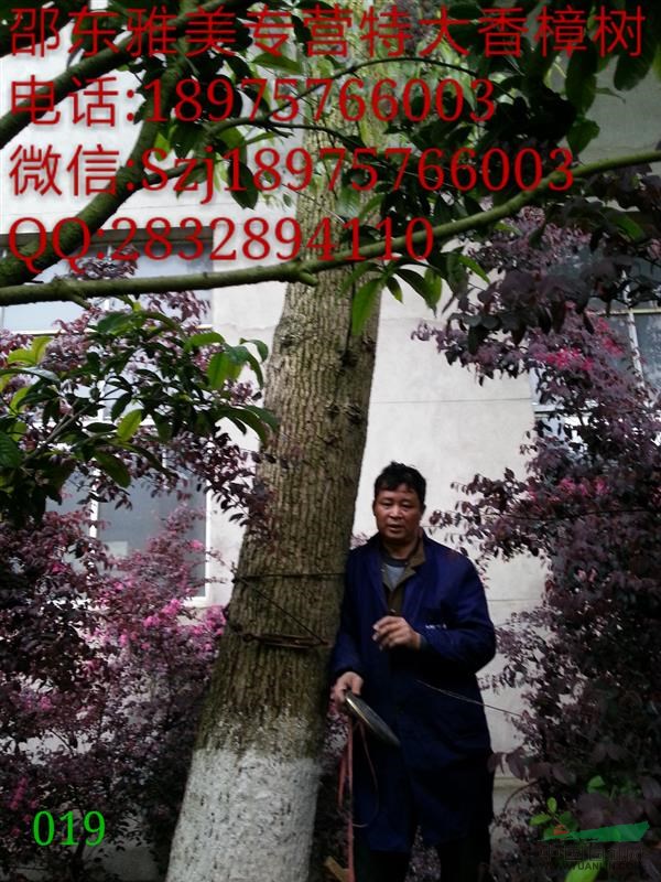 香樟樹實圖拍照  圍徑135公分 湖南大香樟  （019）