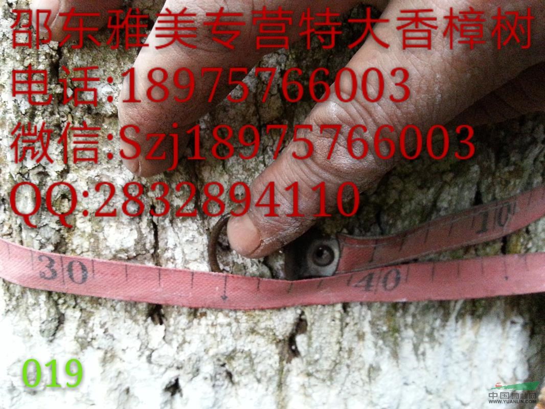 香樟樹實圖拍照  圍徑135公分 湖南大香樟  （019）