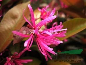 紅花繼木小苗價(jià)格，紅花繼木多少錢，最新紅花繼木報(bào)價(jià)