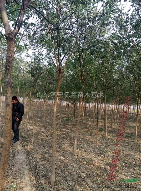北京市通州區(qū)2公分國槐3公分國槐4公分國槐價格