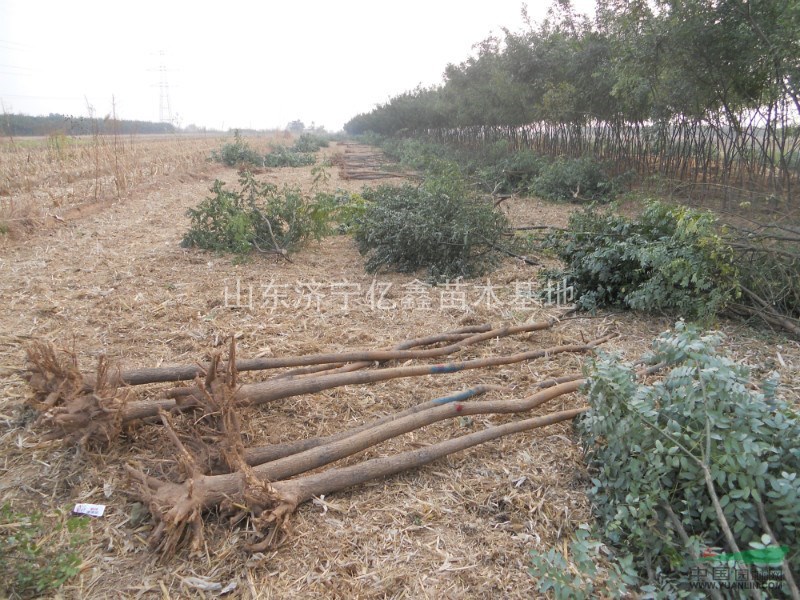 北京市通州區(qū)2公分國槐3公分國槐4公分國槐價格