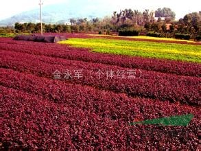 2016年紅花繼木價(jià)格，浙江紅花繼木供應(yīng)，紅花繼木苗子哪里好