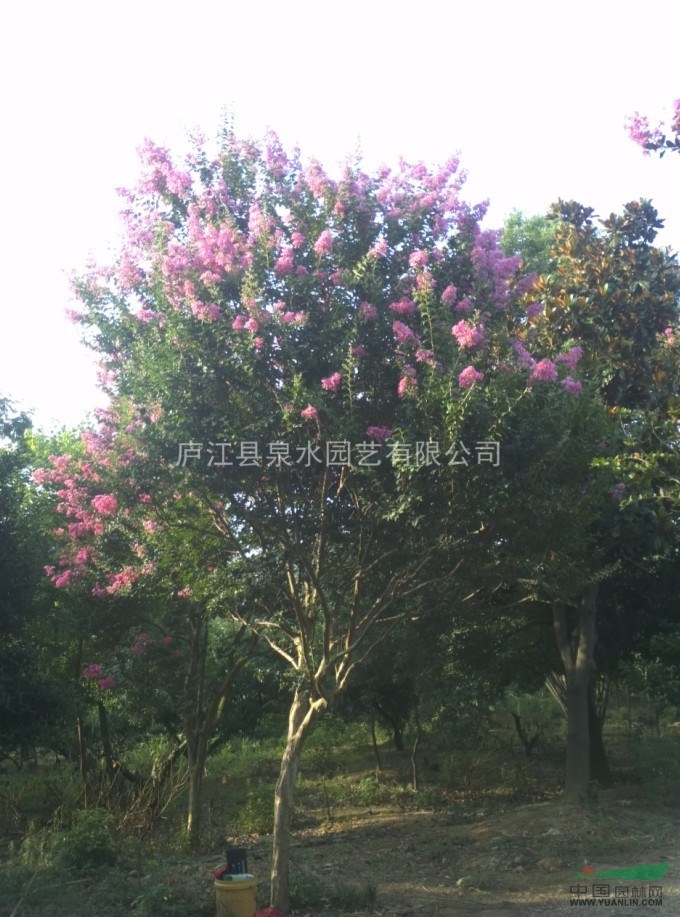 大規格紫薇（安徽 合肥）