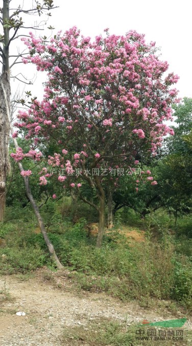 大規格紫薇（安徽 合肥）