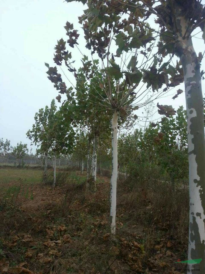 16公分國槐價(jià)格@十九公分國槐價(jià)格