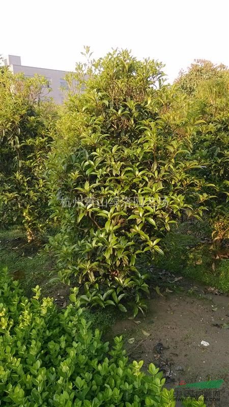 浙江杭州蕭山區(qū)供應(yīng)八月小金桂，自產(chǎn)自銷，一手貨源