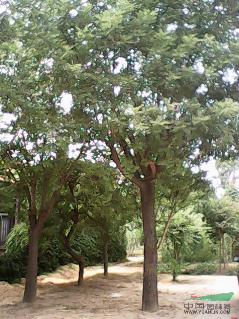 3公分法桐價(jià)格