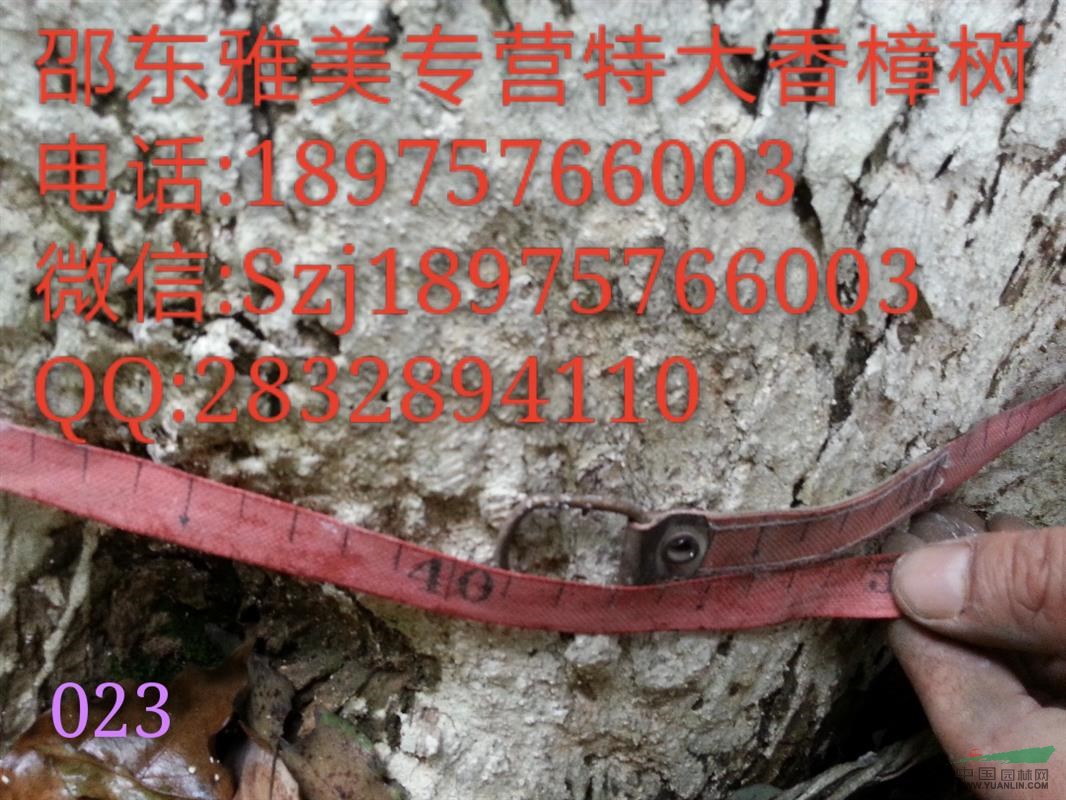   香樟樹實(shí)圖拍照  土徑140公分  湖南大香樟(023)