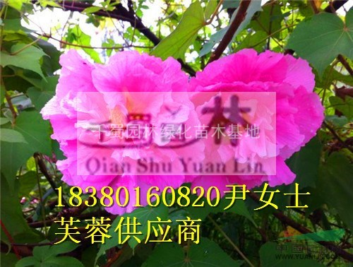 供應(yīng)精品木芙蓉 木芙蓉價(jià)格  木芙蓉價(jià)格 木芙蓉基地 成都