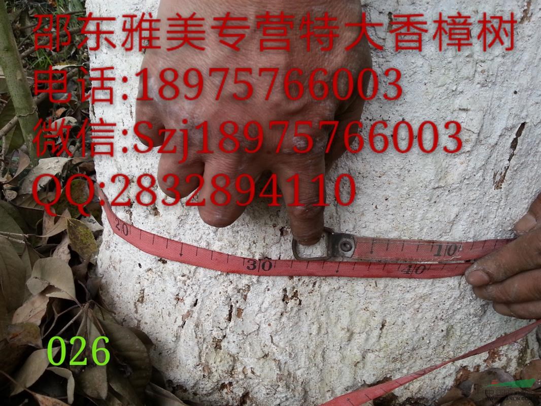 香樟樹實圖拍照  圍徑超過32公分  湖南大香樟 （026）